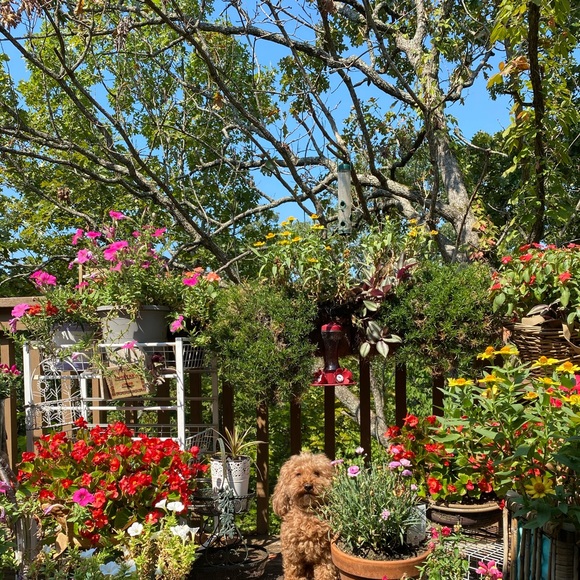 Meet your Posher, Sunny - Picture 1 of 1